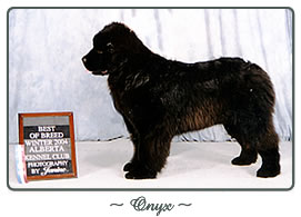 Onyx - Rosethorn Newfoundland