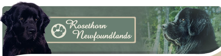 Rosethorn Newfoundlands - Denholm, Saskatchewan